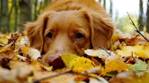 Master the Art of Autumn to Winter Fashion Pairing with Expert Guidance