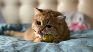 Unlocking the Power of Affirmations: Harnessing Positive Language for Personal Growth