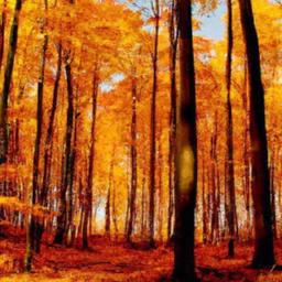 Navigating the Color Palette: Embracing the Warm ​Hues of Autumn and ⁢the ⁢Cool Tones of Winter